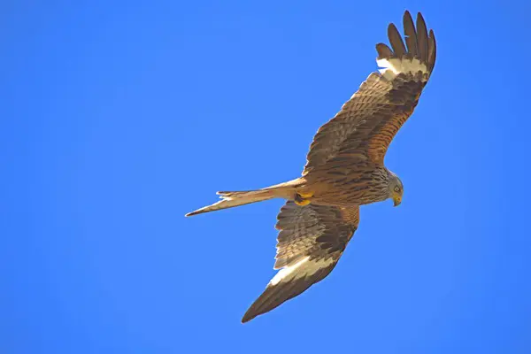 stock image bird of prey kite flies on the background blue sky