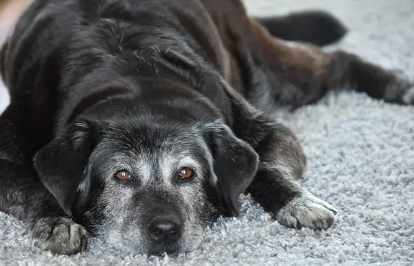 Siyah büyük yaşlı köpek gri halıda yatıyor.