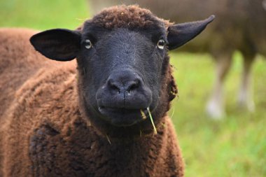 Siyah ağızlık ve kalın kürklü bir koyun.
