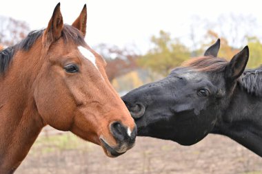 İki parodi atı yan yana durur ve birbirlerine dokunurlar.