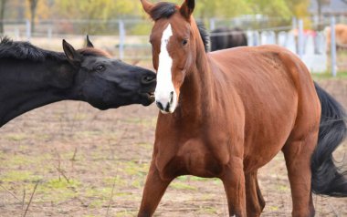 İki parodi atı yan yana durur ve birbirlerine dokunurlar.
