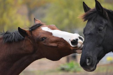 İki parodi atı yan yana durur ve birbirlerine dokunurlar.