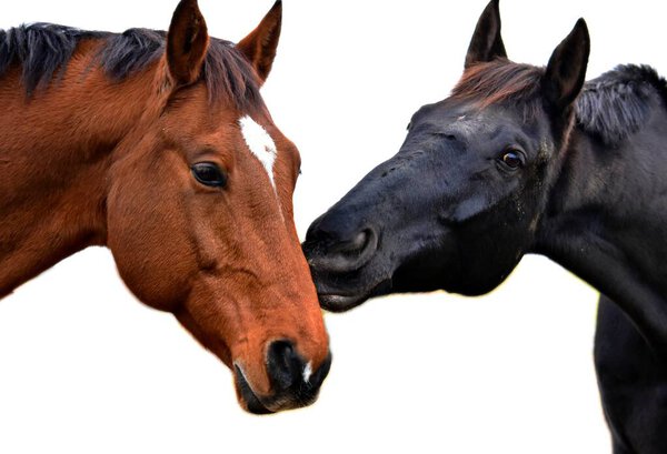 портрет двух лошадей на белом фоне