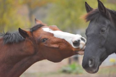 Bir at diğerini dışarıda ısırıyor.