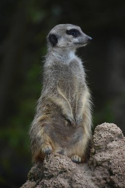 Bir mirket kayanın tepesinde oturur ve etrafına bakar.