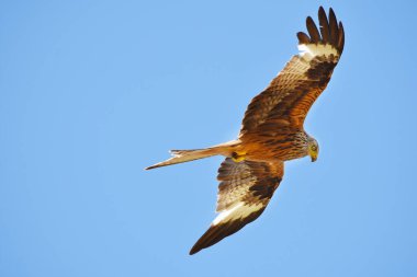 Avını arayan bir uçurtma.