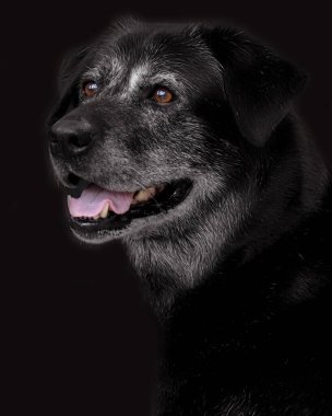 Siyah büyük bir köpeğin portresi