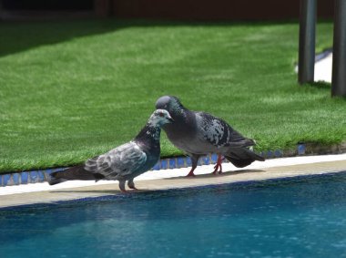 Kaya güvercinleri sıcak bir günde havuzdan su içerler.