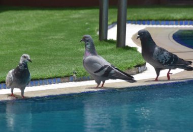 Kaya güvercinleri sıcak bir günde havuzdan su içerler.