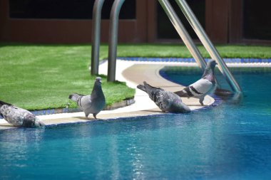 Kaya güvercinleri sıcak bir günde havuzdan su içerler.