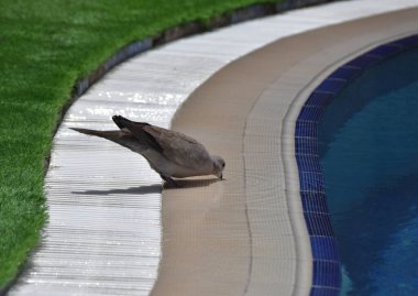 Kaya güvercinleri sıcak bir günde havuzdan su içerler.