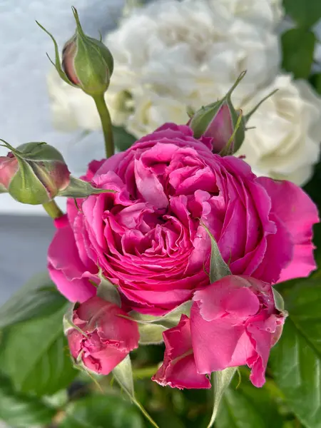 Pembe gül yaprakları ve kapalı tomurcuklar