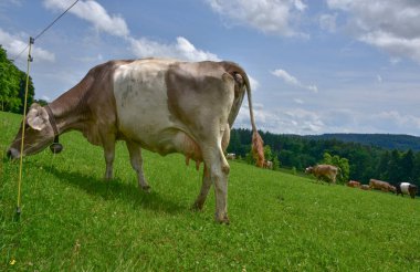 Geleneksel çanları olan inekler yazın yeşil İsviçre tepelerinde huzur içinde otluyor. Dağları, mavi gökyüzünü ve kırsal cazibesini barındıran ideal dağ manzarası. İsviçre 'den tipik bir pastoral manzara.