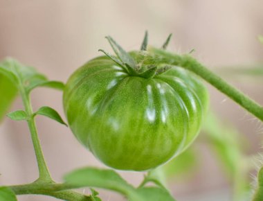Sarmaşıktaki olgunlaşmamış yeşil domateslere yakından bakın. Detaylı doku ve doğal tazeliği gösterir..