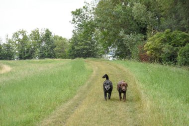 İki köpek açık kırsalda çimenli bir yolda yürüyor..