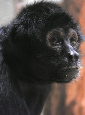 Siyah kapuçin maymun portresi