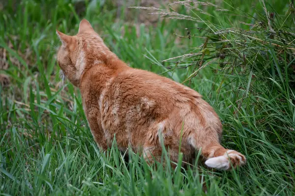 Evcil bir kedi yemyeşil çimenlerde oturuyor, güneşli bir günün tadını çıkarıyor..