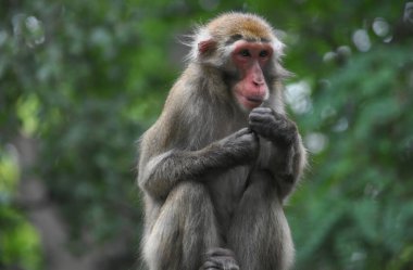 Rhesus macaque doğal ortamdaki bir kayanın üzerinde oturuyor.