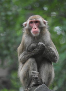 Rhesus macaque doğal ortamdaki bir kayanın üzerinde oturuyor.