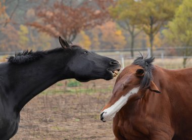 İki at, siyah ve kahverengi, kırsalda birlikte oynuyorlar..