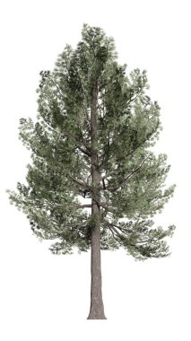 İzole edilmiş beyaz arkaplanda 3 boyutlu çam ağacı çizimi