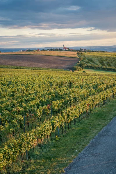 Vineyard in the south of Moravia, Czech Republic