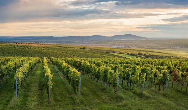 Wineyard in south Moravia during dramatic sunset with Palava hills in the background