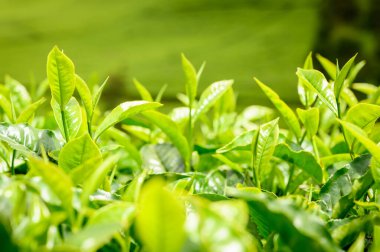 Green tea leaves ready for harvest, Kenya