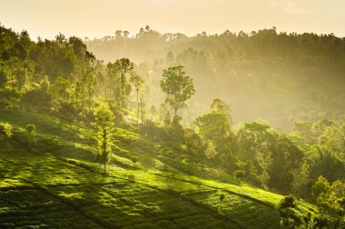 Beautiful tea plantations with tropical trees in sunset close to Meru town, Kenya