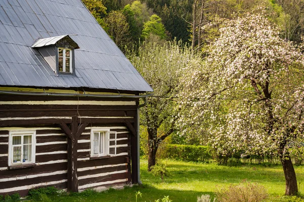 Apple Orchard Bloom Small Historical Wooden Cottage Krystofovo Udoli Czech — стоковое фото