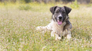 Siyah beyaz desenli bir köpek çimlerin üzerinde oturuyor. Yakın plan.