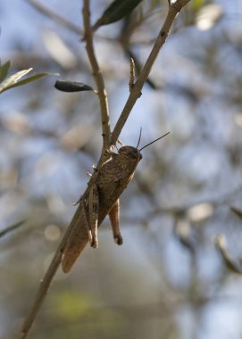 Bir ağaç gövdesinde oturan Mısır Çekirgesi (Anacridium aegyptium)..