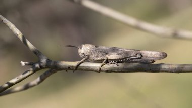 Bir ağaç gövdesinde oturan Mısır Çekirgesi (Anacridium aegyptium)..