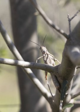 Bir ağaç gövdesinde oturan Mısır Çekirgesi (Anacridium aegyptium)..