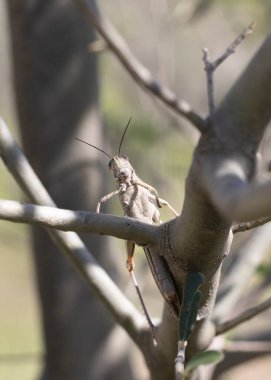 Bir ağaç gövdesinde oturan Mısır Çekirgesi (Anacridium aegyptium)..