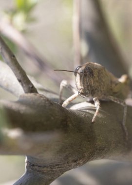 Bir ağaç gövdesinde oturan Mısır Çekirgesi (Anacridium aegyptium)..