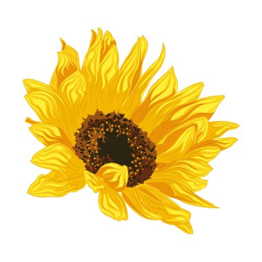 Renkli ayçiçeği Şirin bahar mevsimi Vektör illüstrasyonu