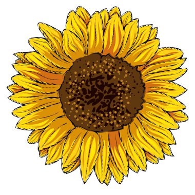 Bir ayçiçeği bahar sezonunun renkli çizimi. Vektör çizimi.