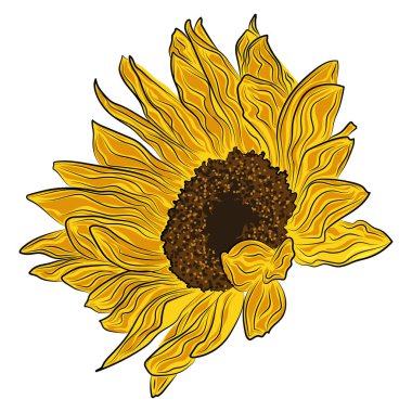 Bir ayçiçeği bahar sezonunun renkli çizimi. Vektör çizimi.