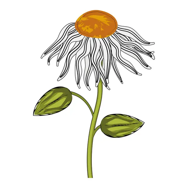 Colored sketch of a daisy flower spring season Vector illustration