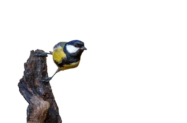 Bird Tree Great Tit Parus Major Isolated Image — Stockfoto