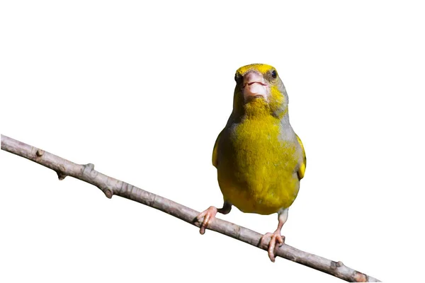 Vereinzelter Vogel Weißer Hintergrund Vogel Grünfink Chloris Chloris — Stockfoto