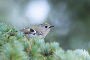 Sevimli küçük kuş. Goldcrest. Regulus regulus. Yeşil doğa arkaplanı.