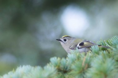 Sevimli küçük kuş. Goldcrest. Regulus regulus. Yeşil doğa arkaplanı.