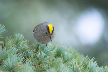 Sevimli küçük kuş. Goldcrest. Regulus regulus. Yeşil doğa arkaplanı.