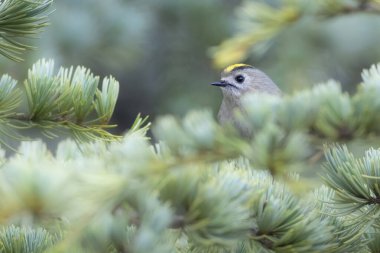 Sevimli küçük kuş. Goldcrest. Regulus regulus. Yeşil doğa arkaplanı.