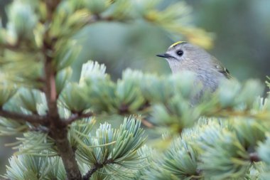 Sevimli küçük kuş. Goldcrest. Regulus regulus. Yeşil doğa arkaplanı.