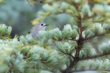 Sevimli küçük kuş. Goldcrest. Regulus regulus. Yeşil doğa arkaplanı.