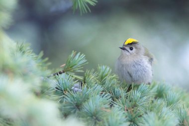 Sevimli küçük kuş. Goldcrest. Regulus regulus. Yeşil doğa arkaplanı.