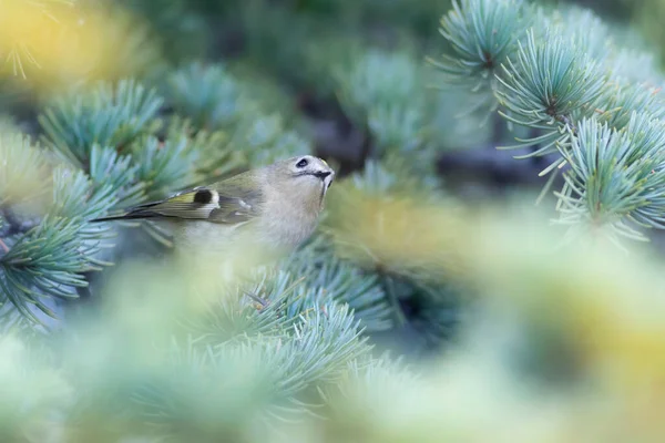 Sevimli Küçük Kuş Goldcrest Regulus Regulus Yeşil Doğa Arkaplanı — Stok fotoğraf